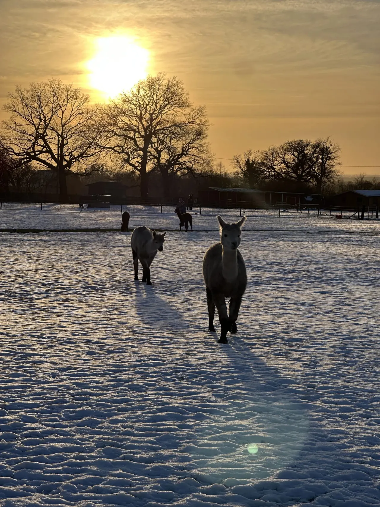 Horses standing in a snowy field at sunrise with bare trees silhouetted against golden sky.