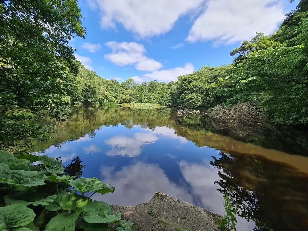 Calm river lined with dense green woodland, reflecting blue sky and white clouds.