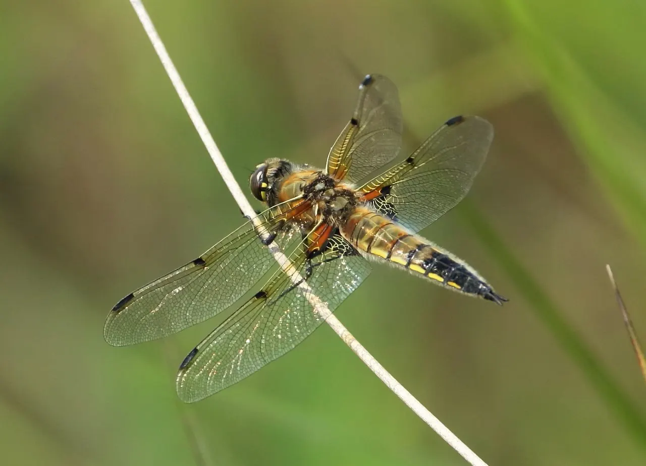 A dragonfly with golden-brown body and translucent wings perched on a white stem against a green blurred background.