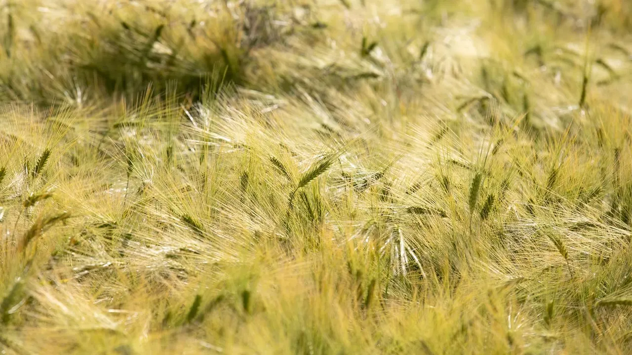 Close-up of ripening barley or wheat crop with feathered grain heads swaying in the breeze.