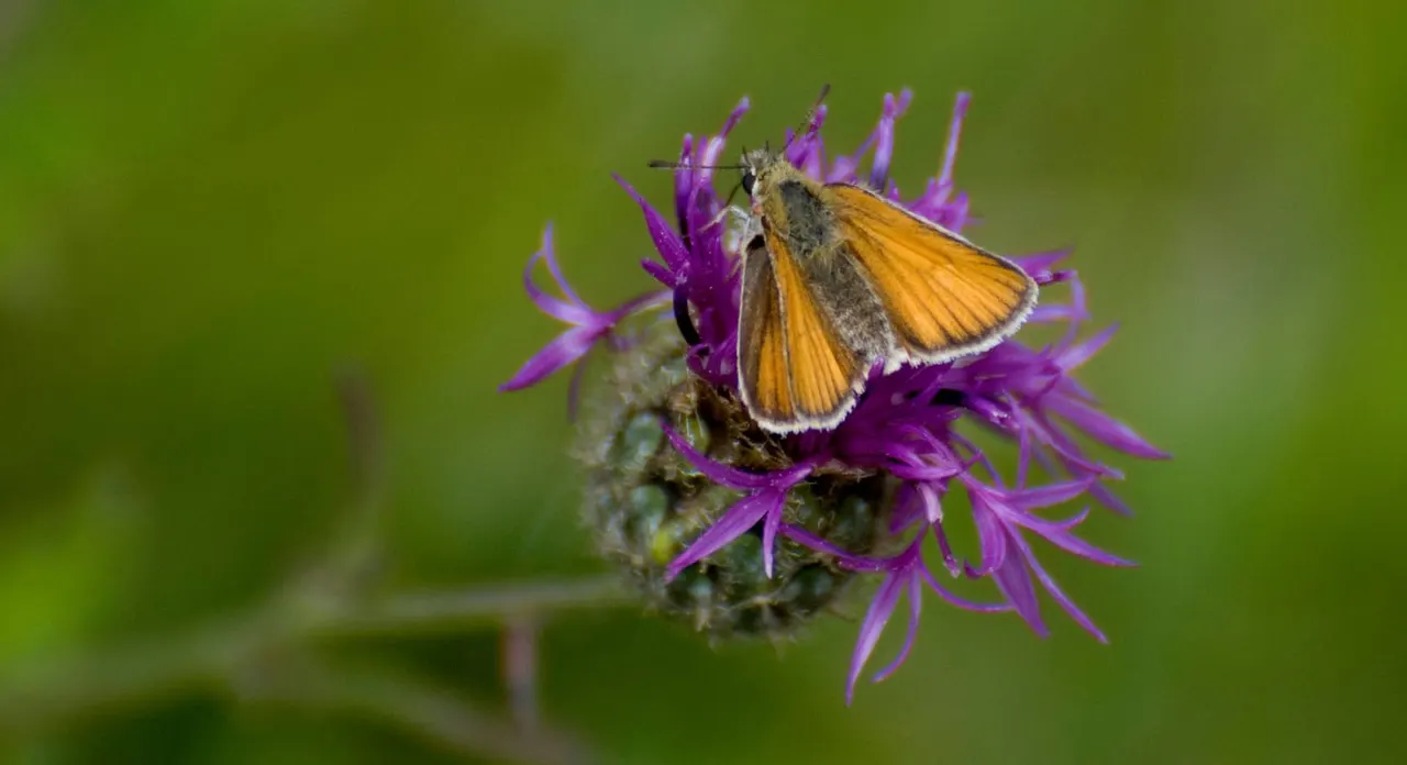 Butterfly with orange and black wings feeding on a purple flower against a green blurred background.