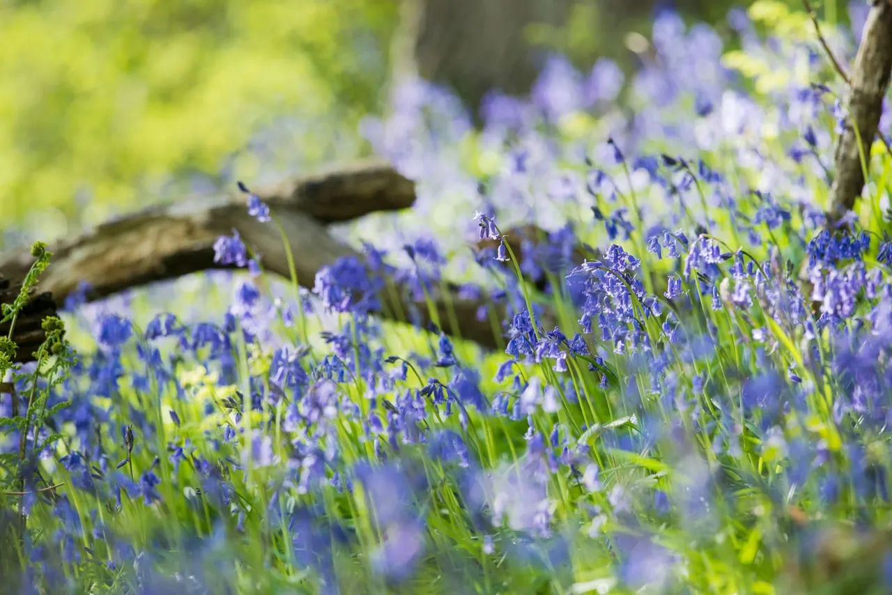 Bluebells flowering amongst green foliage with a fallen log in dappled sunlight.