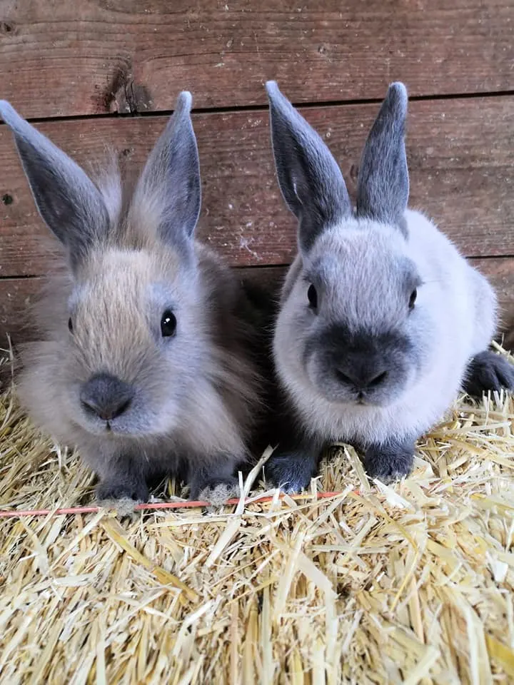 Animals at Floralands Farm Park Lambley