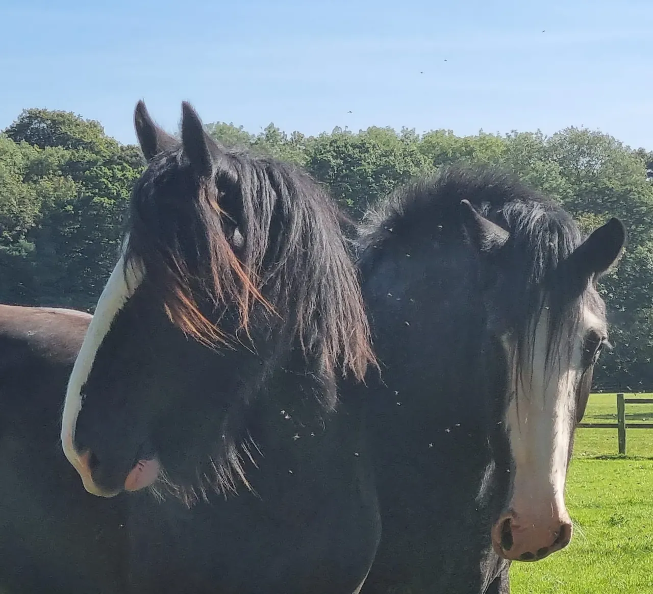 Two dark horses with white markings standing in a sunny pasture with hedges and trees behind.