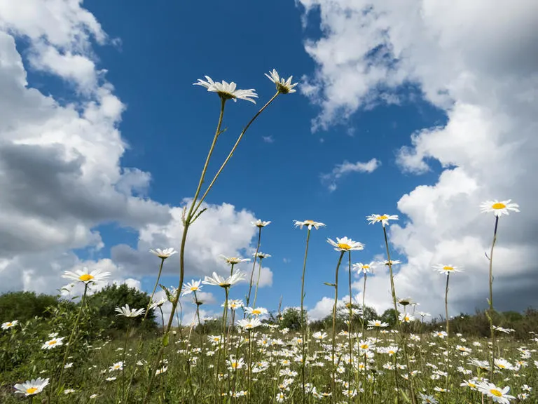White daisies flowering in a meadow beneath blue sky with white clouds.