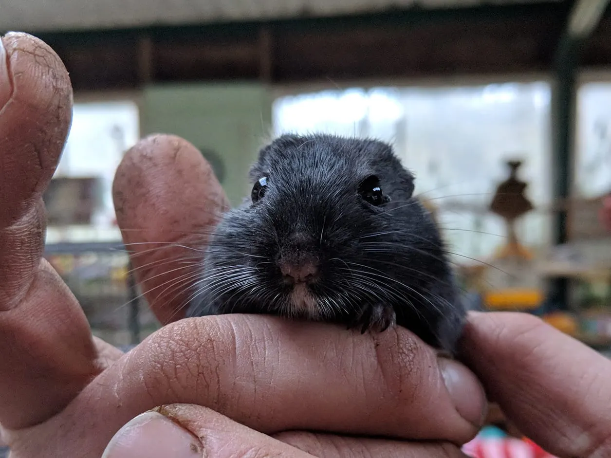 Small black rodent being held in a person's hands at a petting farm.