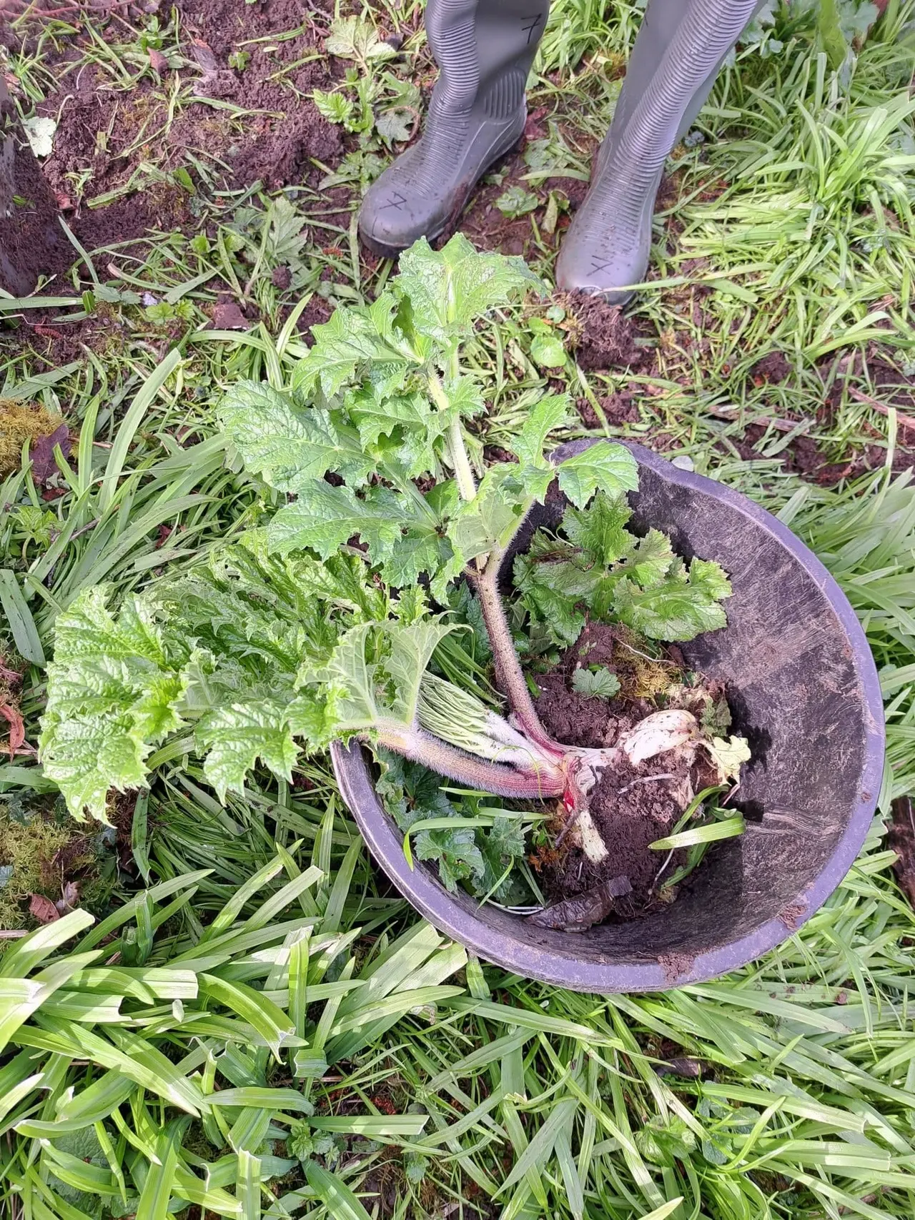 Person in wellington boots harvesting fresh herbs and vegetables in a garden bed with a purple scoop.