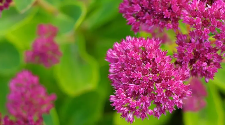 Bright magenta flower clusters with dense petals against blurred green foliage.