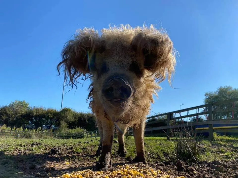 A large woolly farm animal standing in a muddy field with farm buildings and hedges in the background.