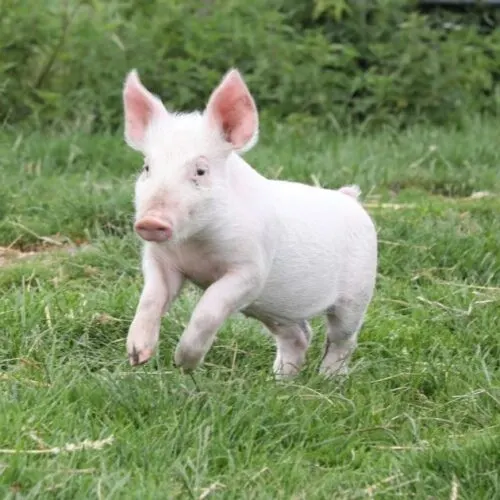 Young white pig standing in a grassy field with green bushes behind.