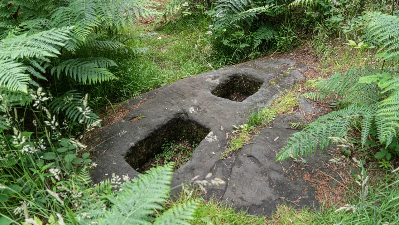 Worn stepping stones with two holes set into woodland ground surrounded by ferns and vegetation.