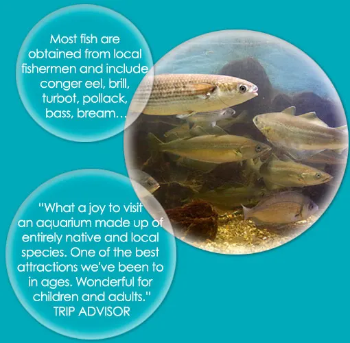 Fowey Aquarium