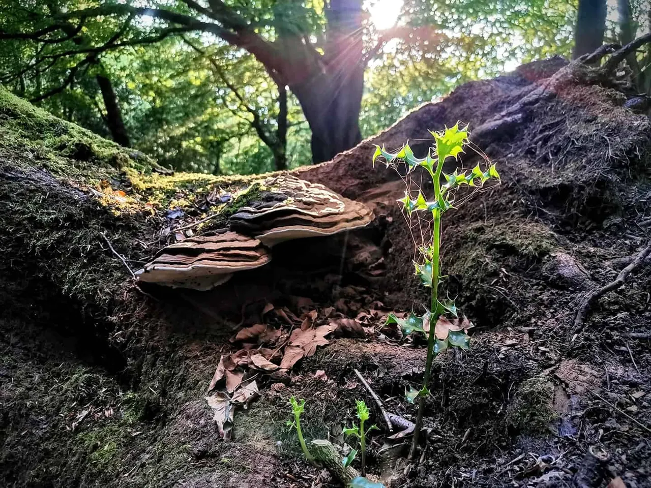 Young plant growing among moss-covered logs and tree roots in a sunlit woodland setting.