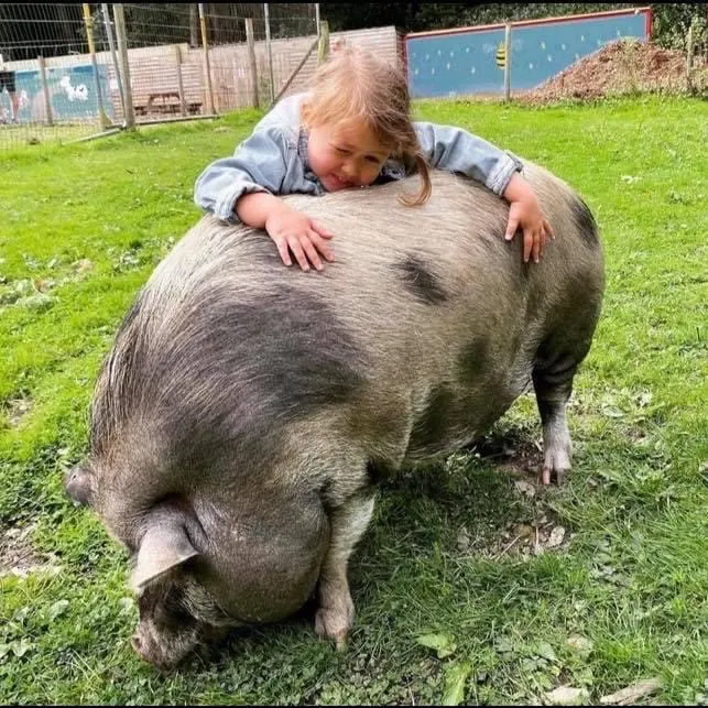 Young child leaning over and petting a large pig in a grass enclosure.