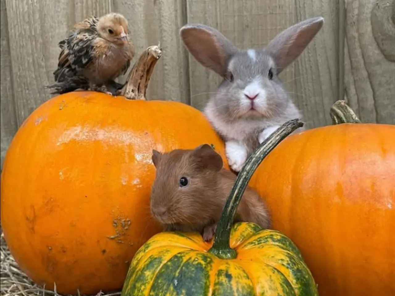 A young bird perches on a pumpkin next to a rabbit and guinea pig among autumn gourds.