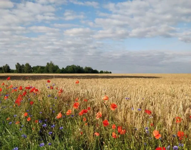 Red poppies and blue cornflowers dotting the edge of a golden grain field under a partly cloudy sky.