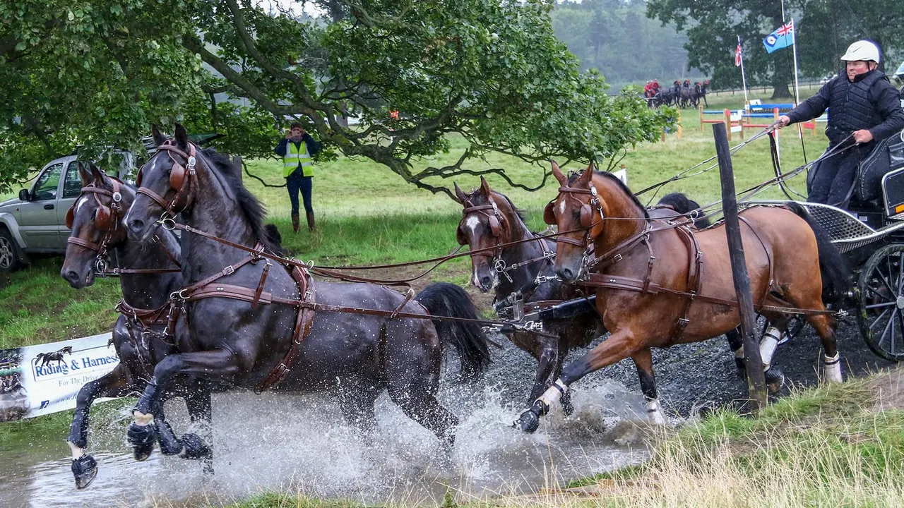 Horses pulling a carriage splash through water during a driving competition at an outdoor event.
