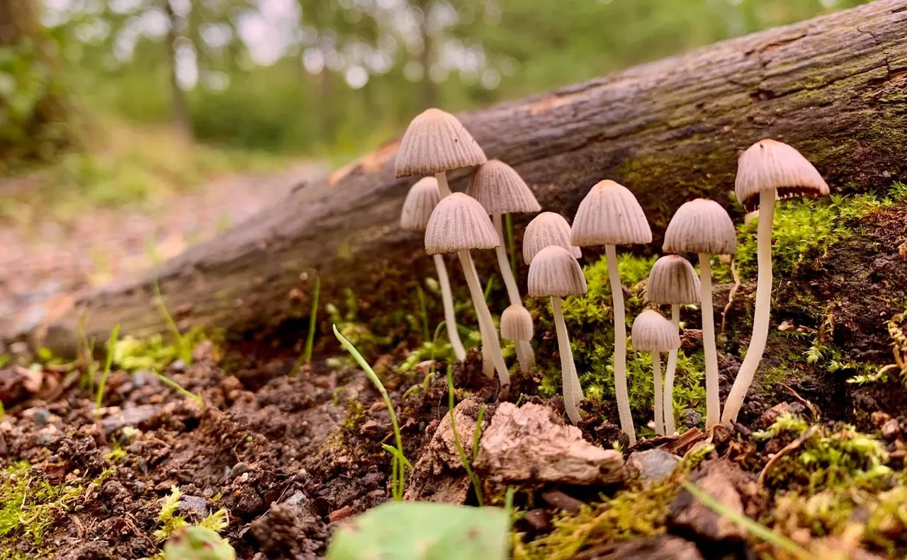 Cluster of small pale mushrooms growing on mossy forest floor beside a fallen log.