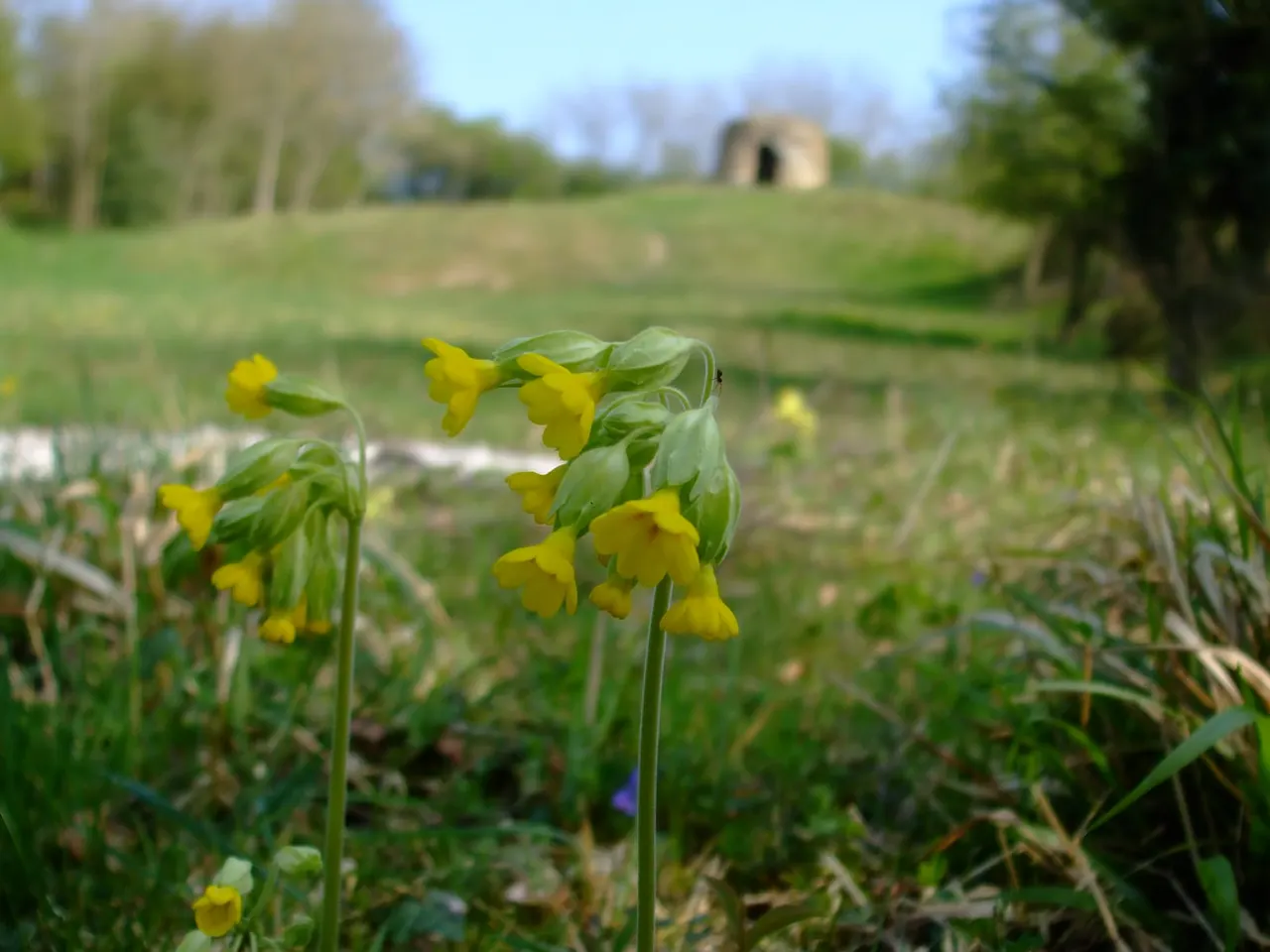 Yellow cowslip flowers blooming in grassland with a pond and ruined stone structure in the distance.