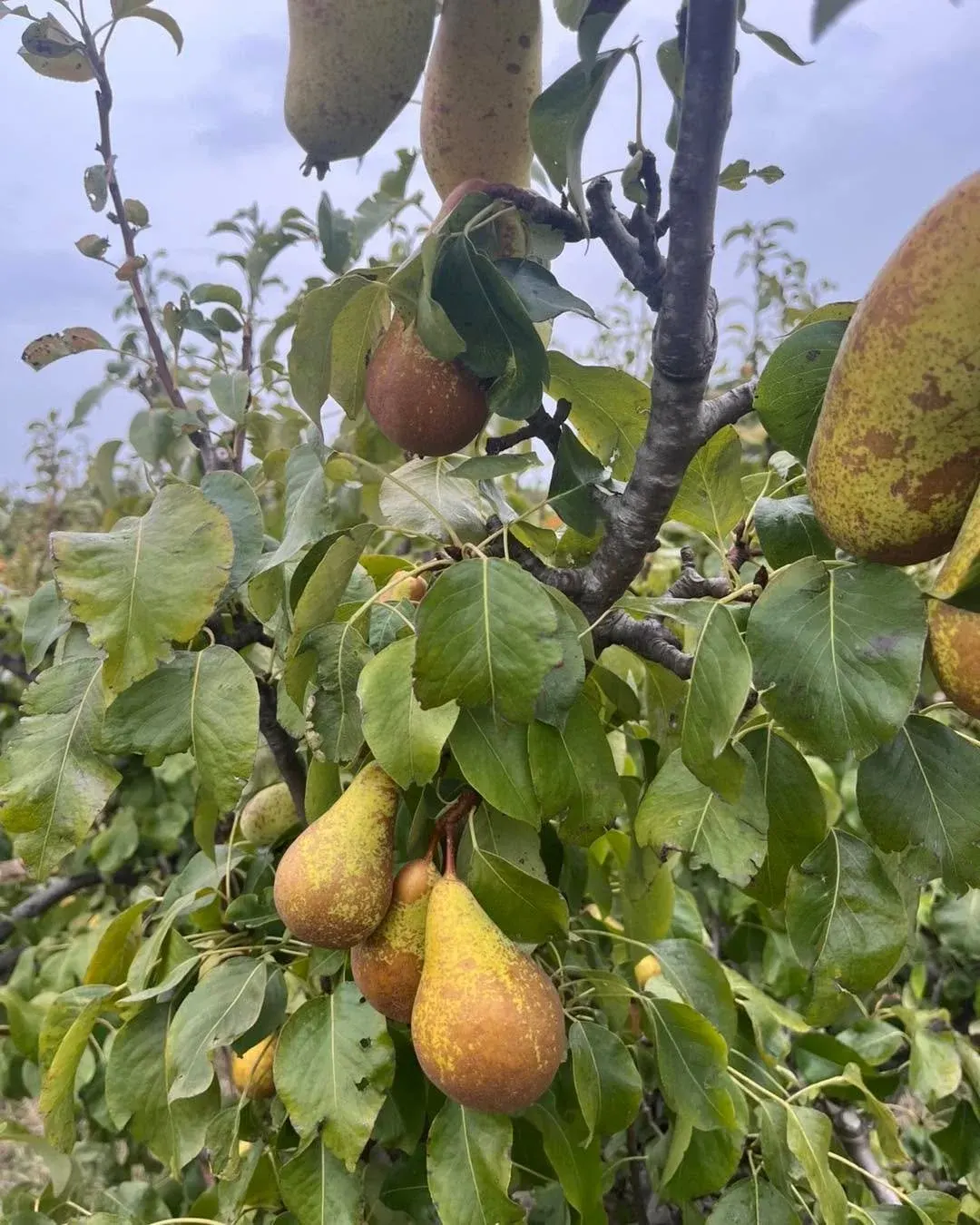 Pear trees laden with ripe fruit ready for picking in an orchard.