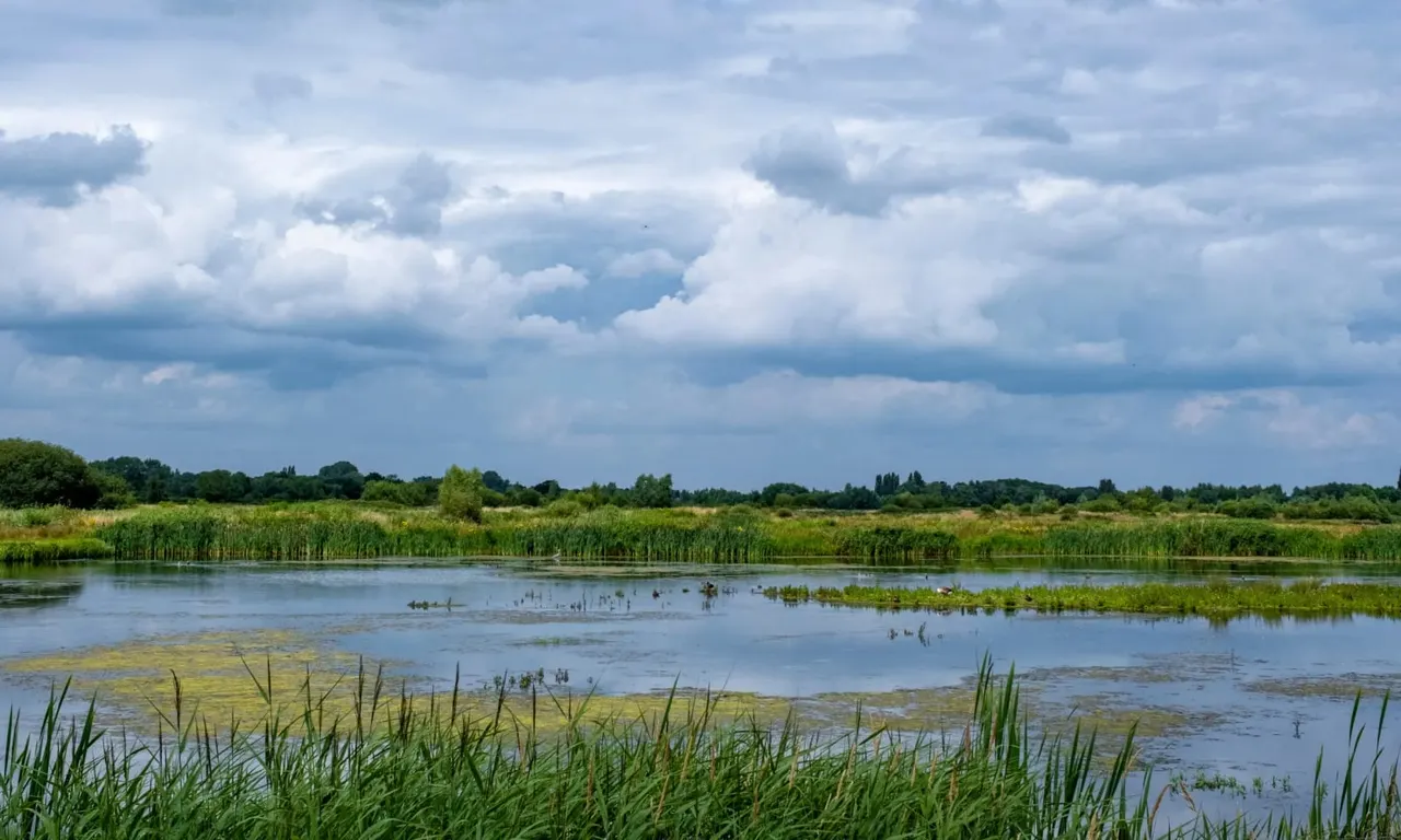 Wetland nature reserve with reed beds, shallow water, and wooded banks under a cloudy sky.