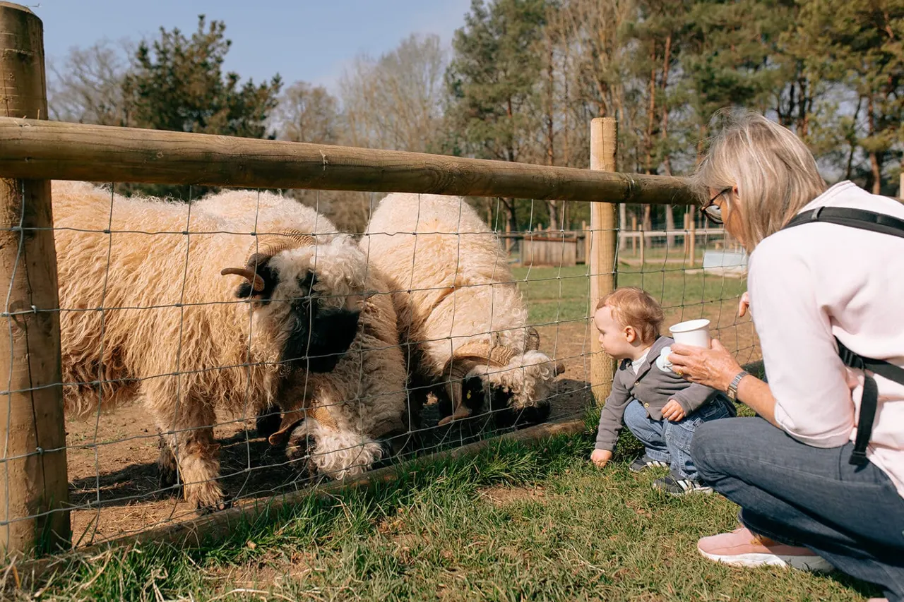 An adult woman and young child feed goats through a wooden fence in a rural farm enclosure.