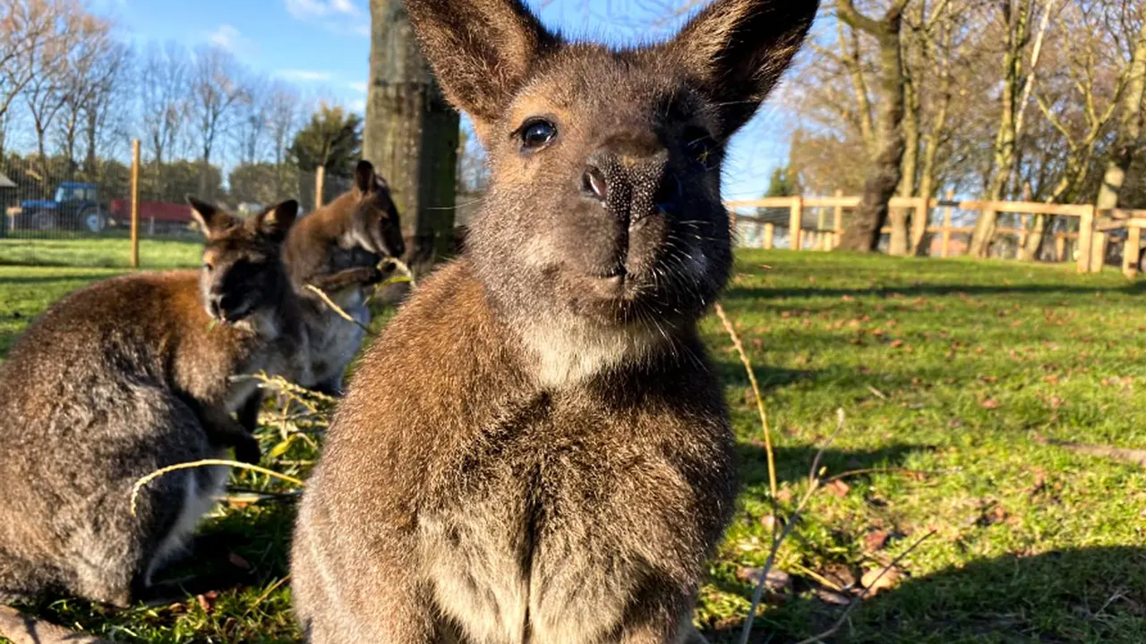 Three wallabies in their grassy paddock, the nearest nose-first at the camera.