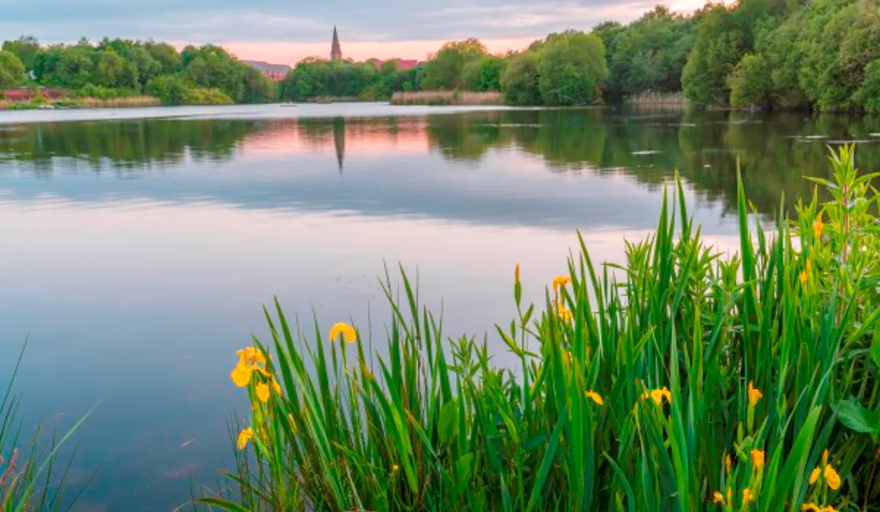 Calm river with yellow irises in foreground, tree-lined banks and church spire in background at dusk.