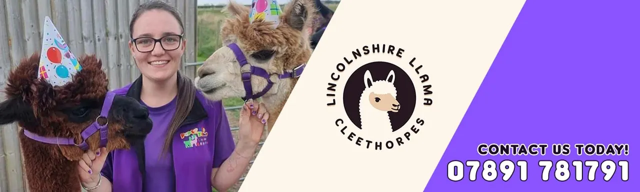 Lincolnshire Llama Cleethorpes