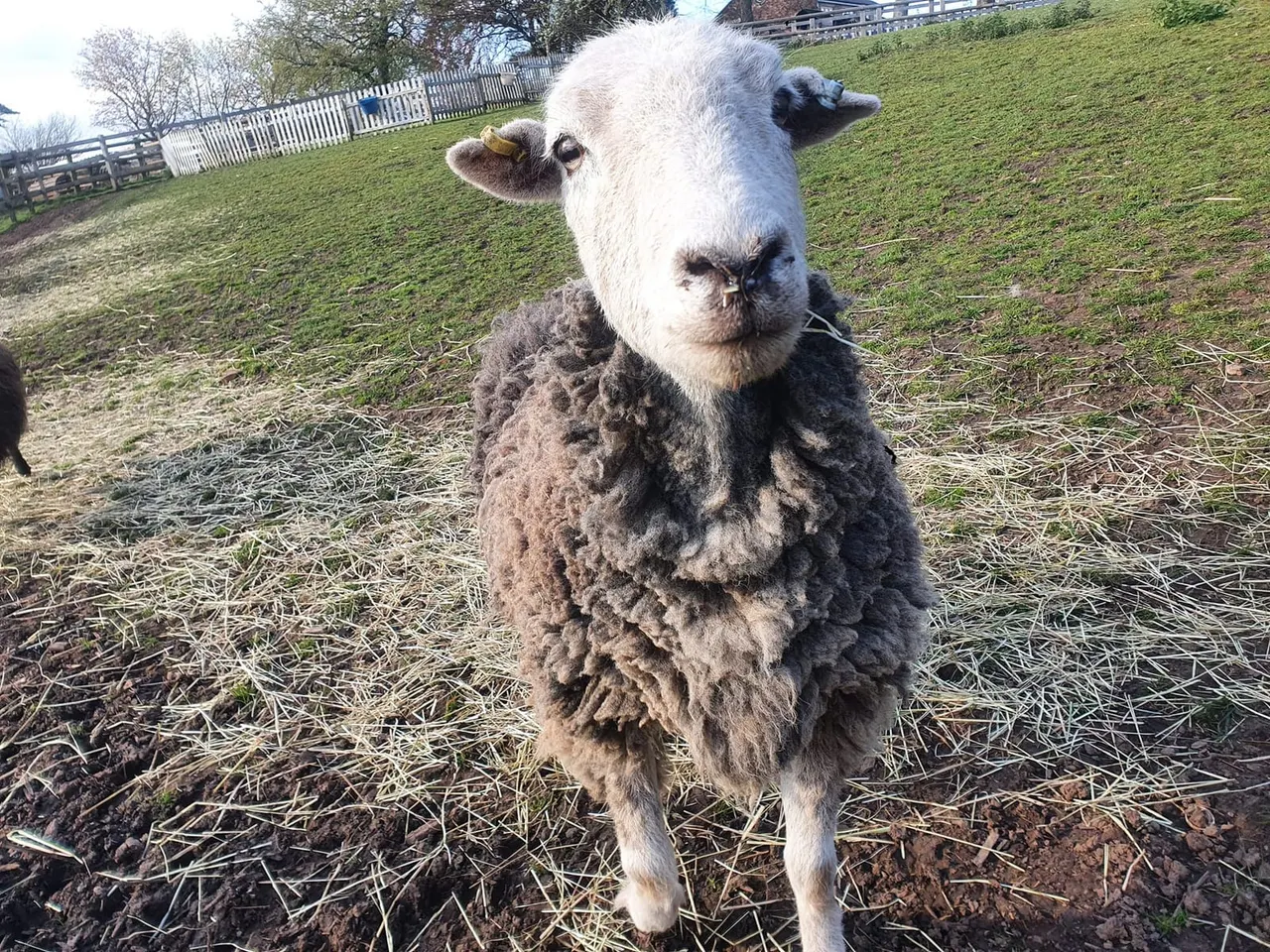 Animals in paddocks at Floralands Farm Park