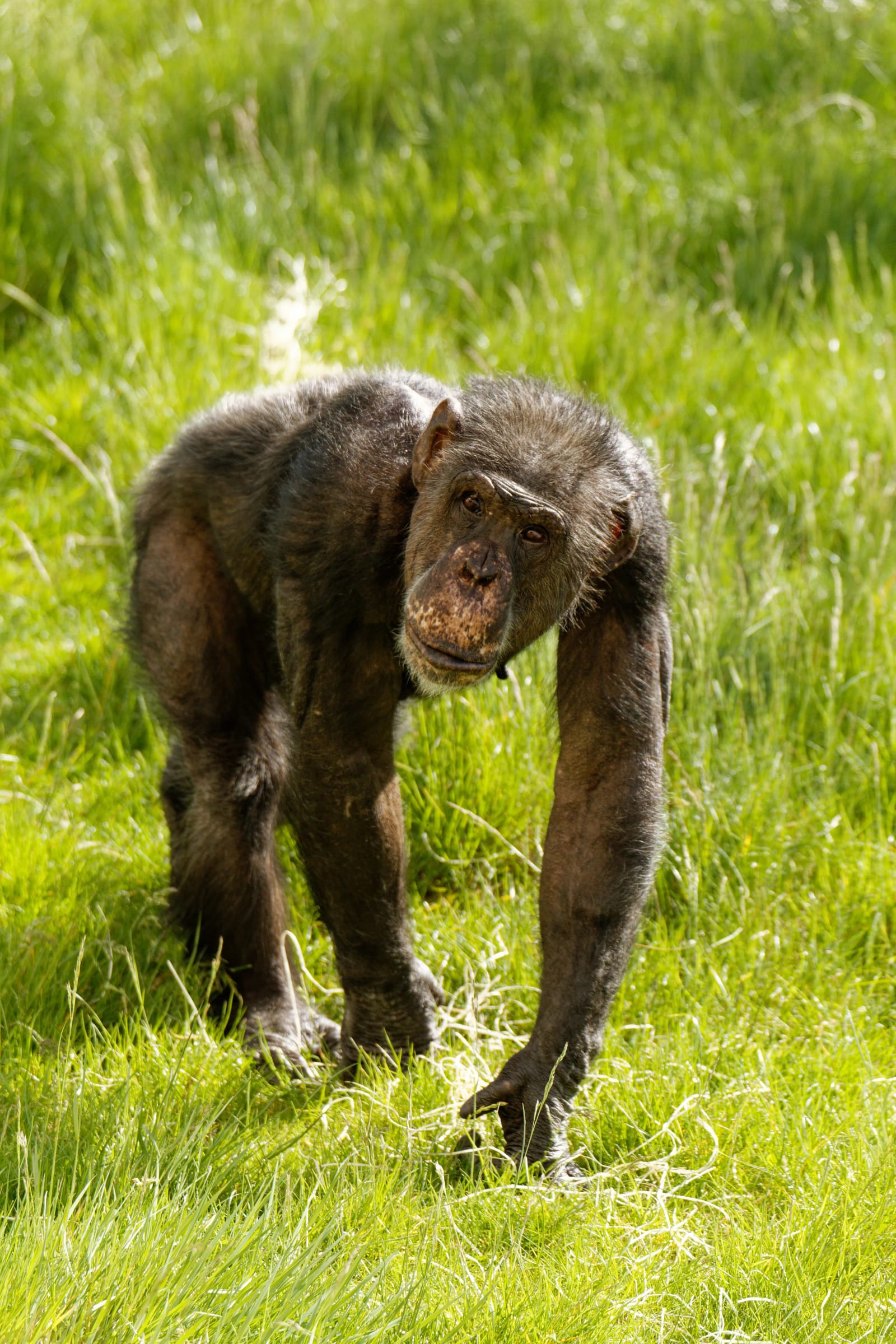 Twycross Zoo