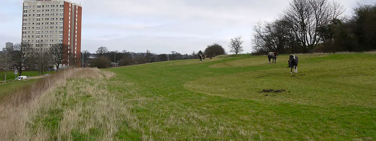 Open grassland with several horses grazing, bordered by bare trees and a tall residential building in the distance.