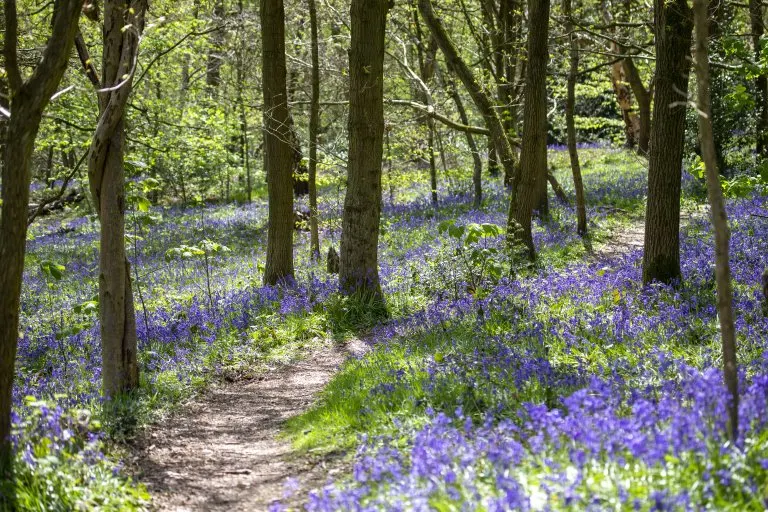 Woodland path lined with purple bluebells in bloom beneath tall trees.