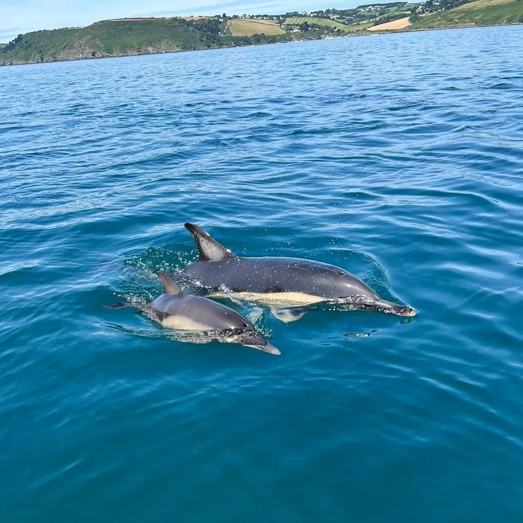 Two dolphins swimming together in blue sea with green and golden cliffs visible in the background.
