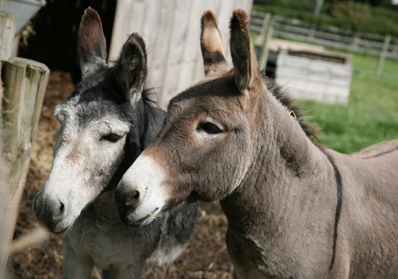 Two donkeys standing close together in a fenced farm enclosure.