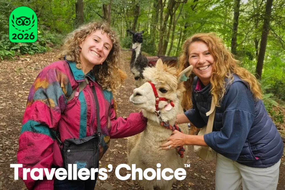 Two women petting llamas on a woodland path during a farm visit.