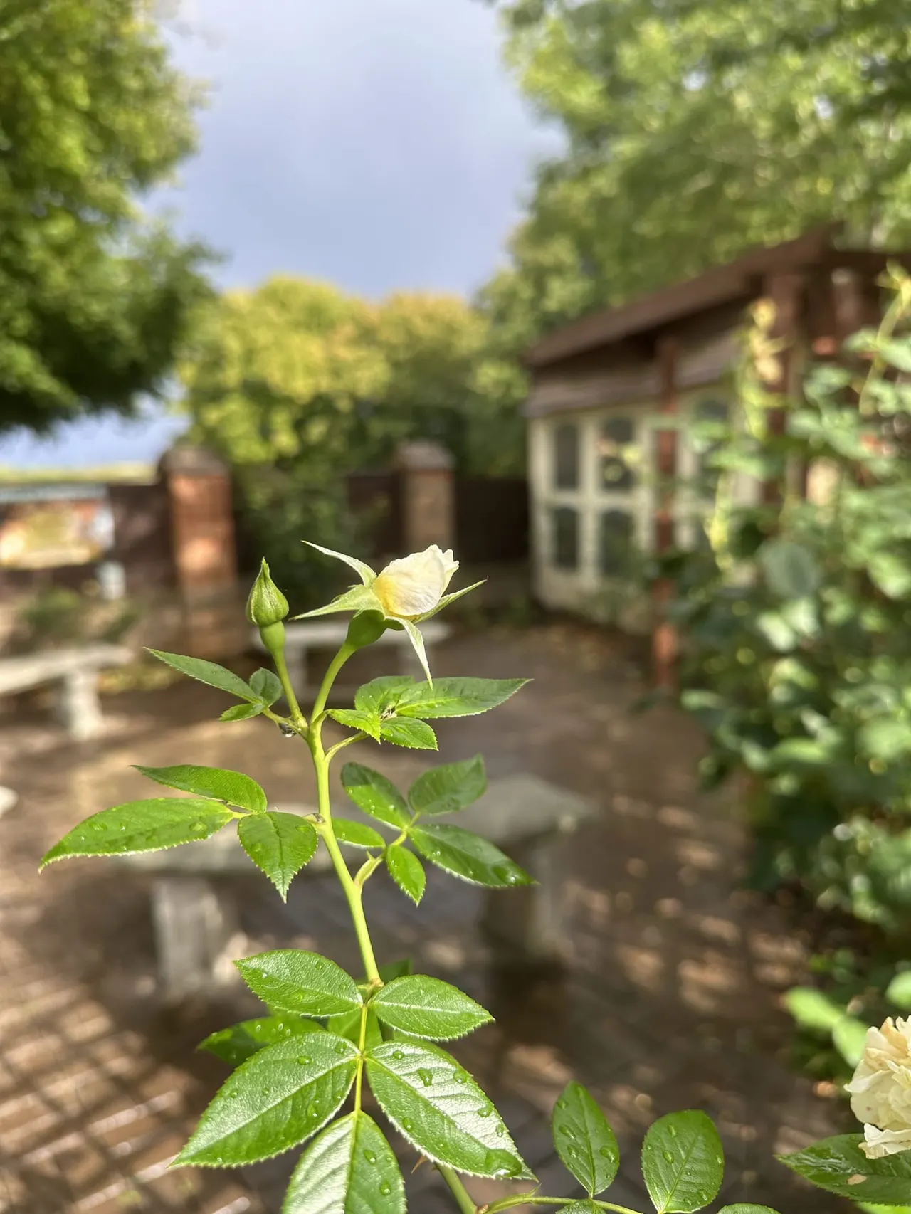White flower bloom in focus in a garden courtyard with brick buildings and trees in background.