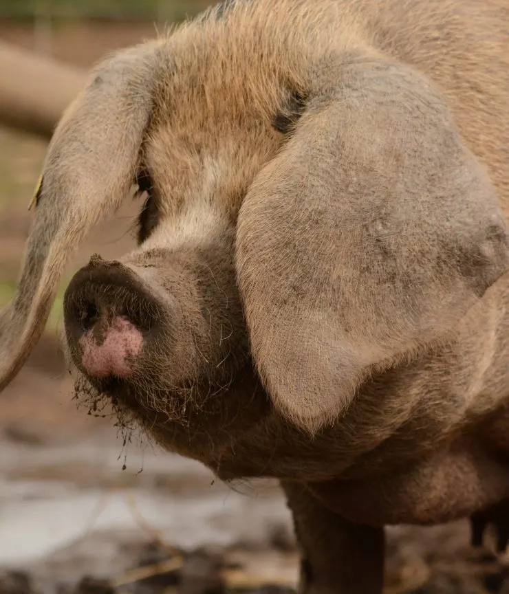 Close-up of a pig's face and body showing muddy snout and bristly coat.