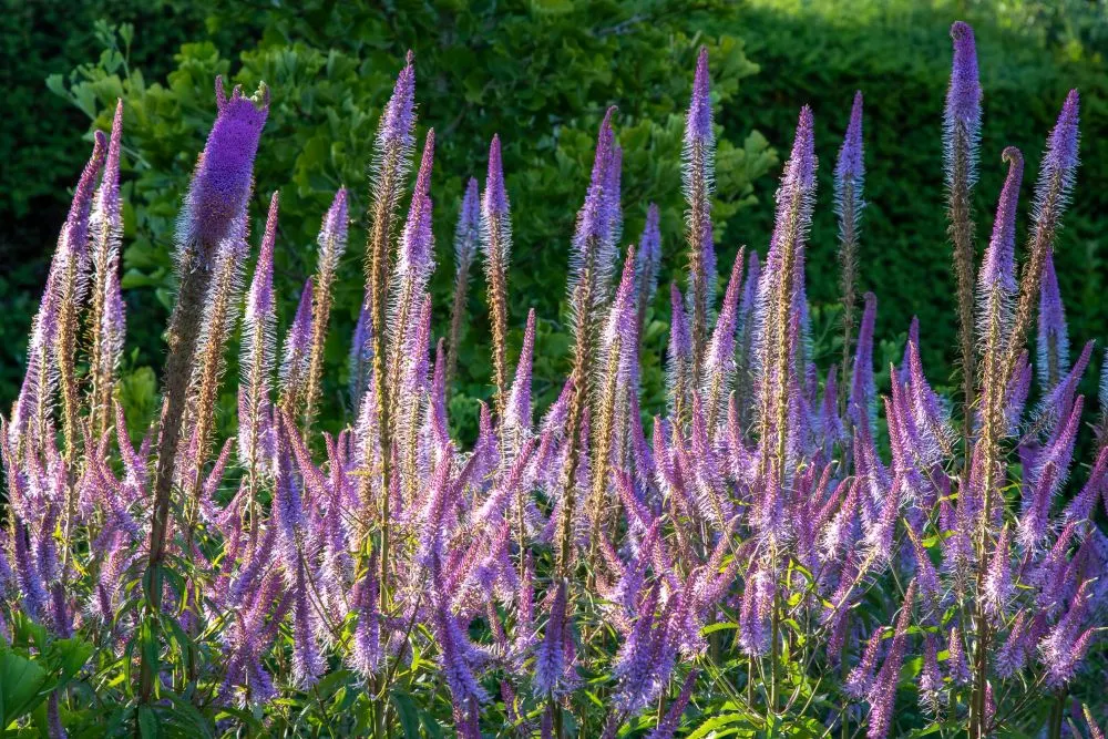 Tall purple flower spikes blooming densely in a garden bed with green foliage behind.