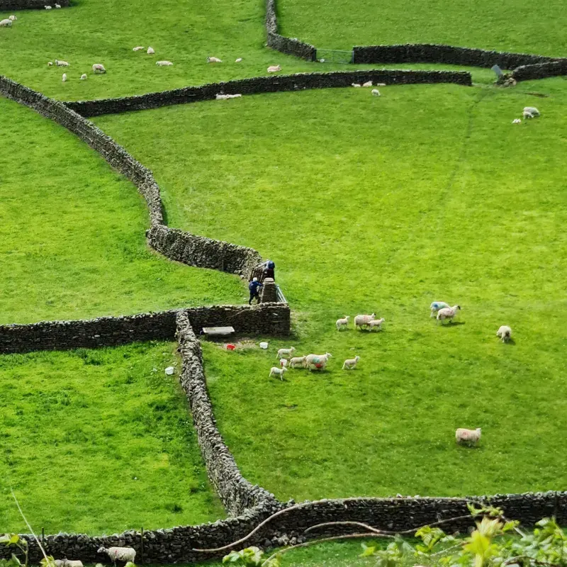 Sheep grazing in a green hillside field divided by dry stone walls.