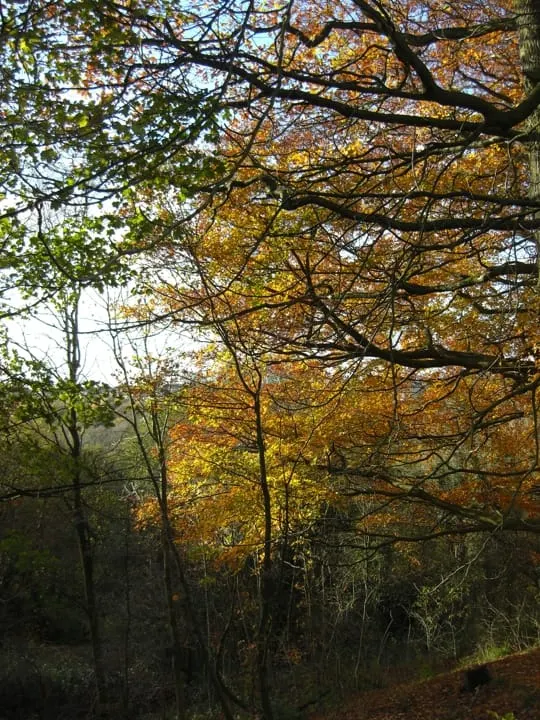 Autumn woodland with trees displaying golden and green foliage against a bright sky.