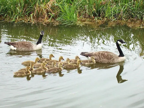 Two adult geese swim with a group of goslings in a canal lined with reeds.