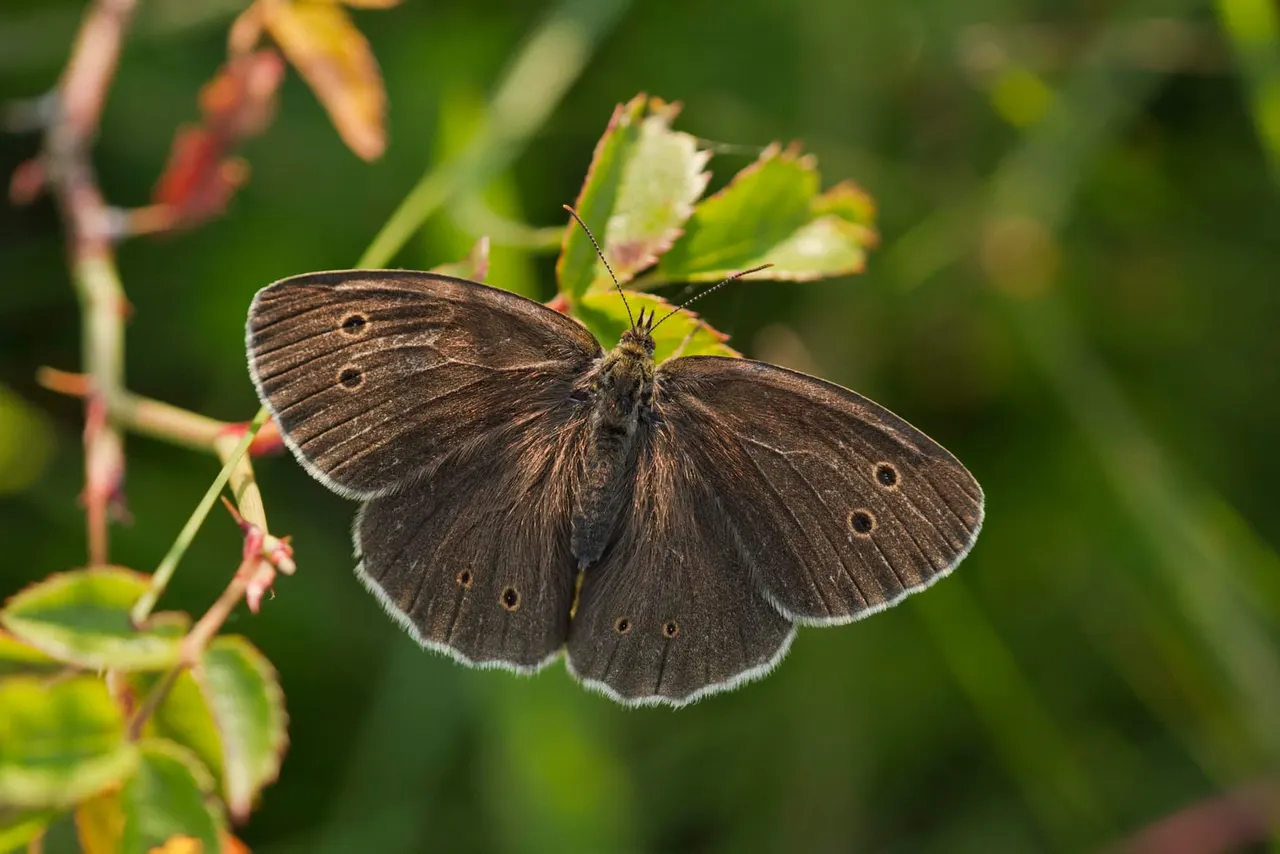 Dark brown butterfly with spotted wings perched on green plant stems with small buds.
