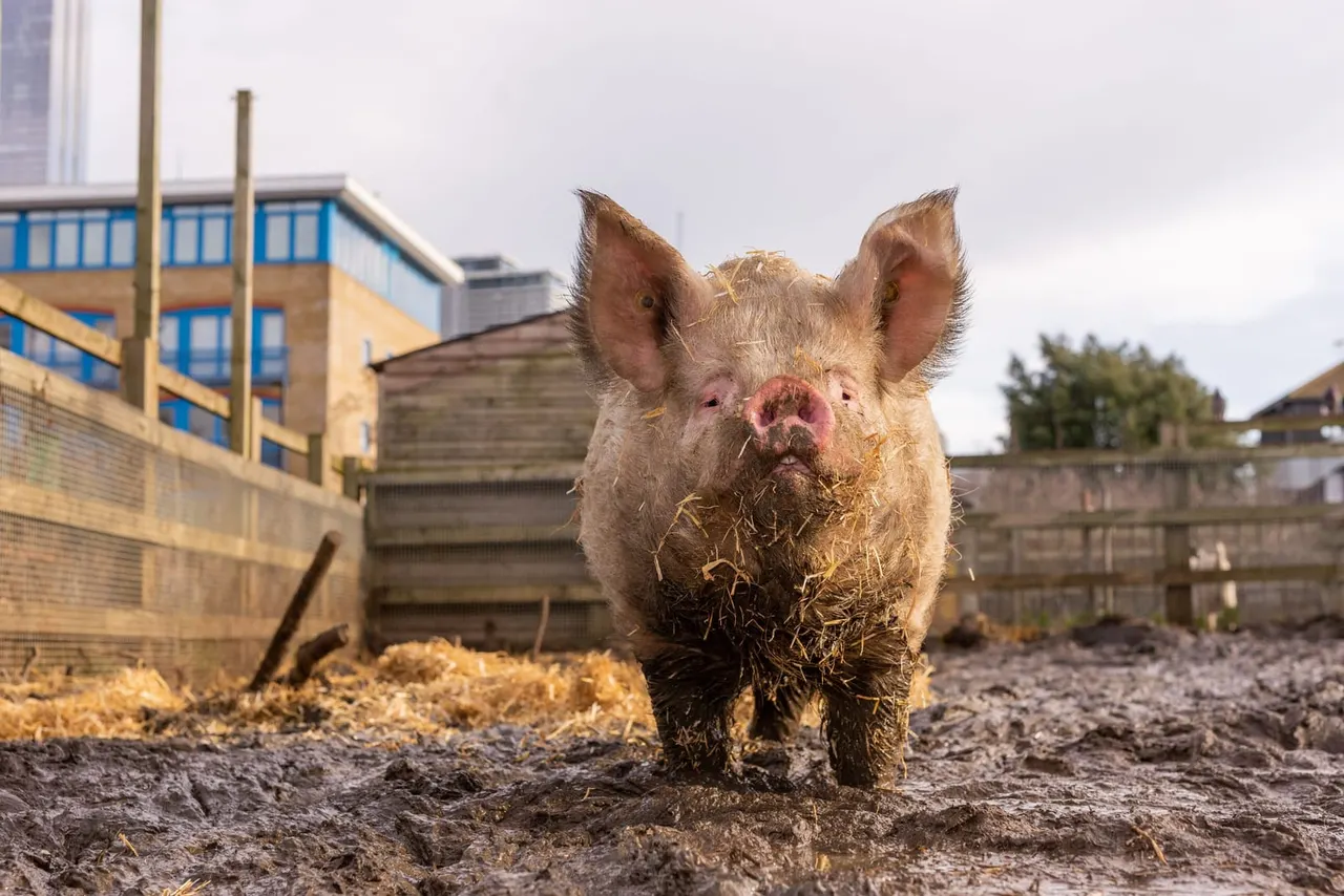 A pig covered in mud stands in an outdoor farm enclosure with modern buildings visible in the background.