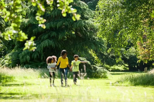 Three children running through a sunny, tree-lined meadow surrounded by woodland.