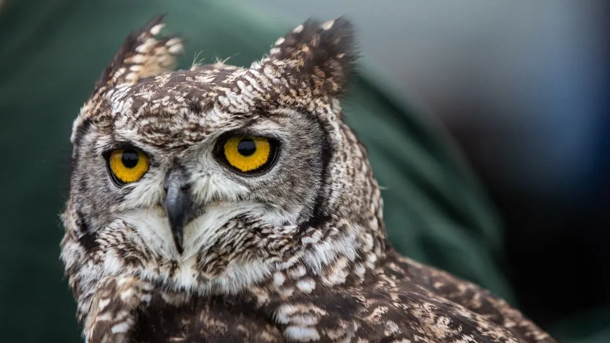 Close-up portrait of an owl with striking yellow eyes and mottled brown and white plumage.