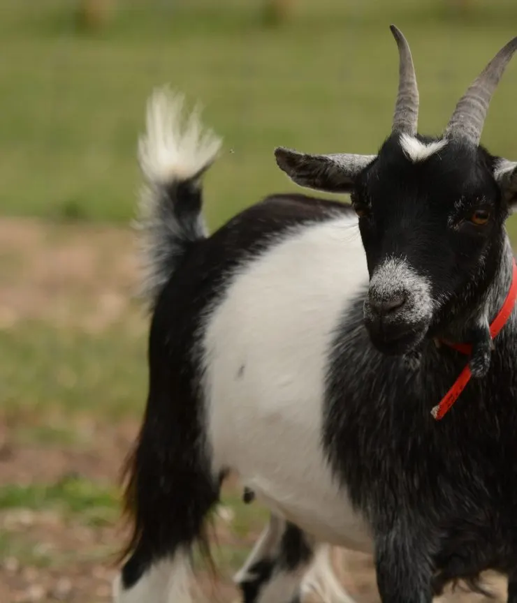 Black and white goat with curved horns and red collar standing in a paddock.