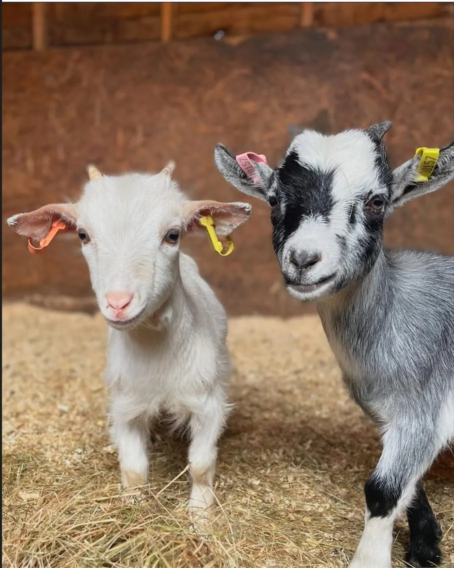 Two young goats with ear tags standing on straw in a farm enclosure.
