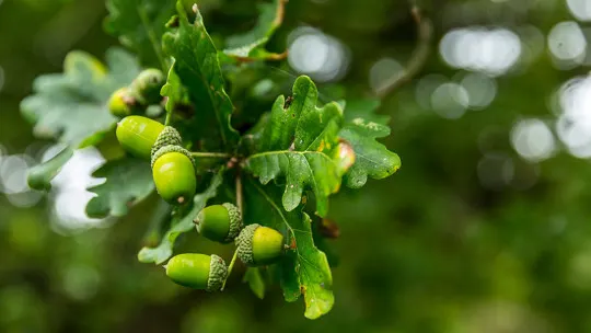 Green acorns and oak leaves with water droplets in woodland.