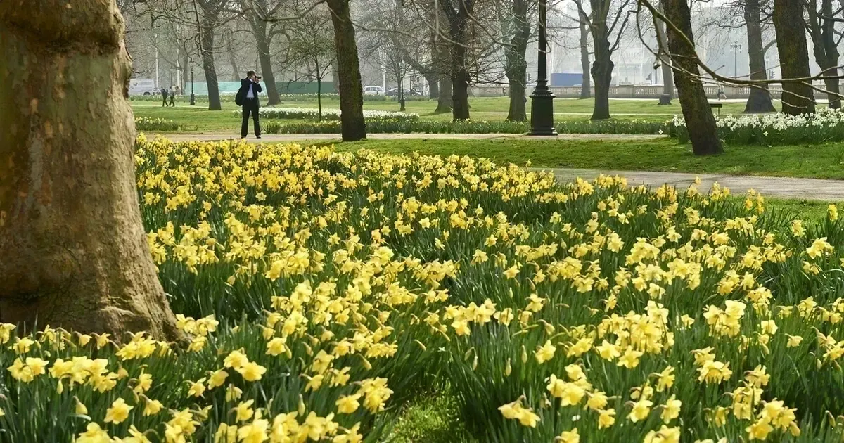 A park in spring with yellow daffodils blooming beneath bare trees, visitors walking on paths in the background.